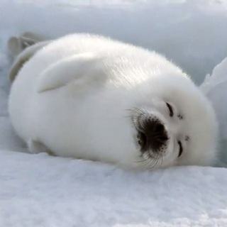 ЖУКОВСКАЯ ПРО ГОРМОНЫ И ЕДУ