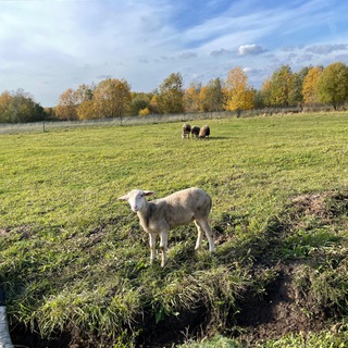 ФЕРМА «СИРИН»