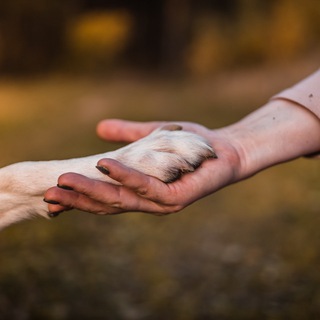 ШКОЛА БЕСКОНФЛИКТНОЙ ДРЕССИРОВКИ УЛЬЯНЫ МАЛЬЦЕВОЙ И АЛЕКСА ВЯТКИНА