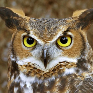 СОВО-СОВА ПРОДУКЦИЯ