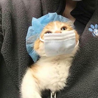 ЖИВОТНЫЕ И МЕМЫ