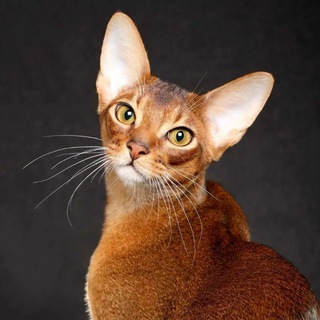 ПОРОДИСТЫЕ КОШКИ В ДАР