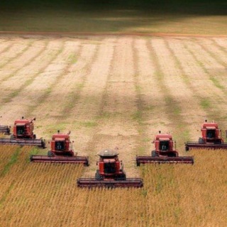 ЗЕРНОВАЯ-ЛИХОРАДКА