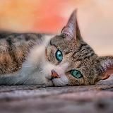 ФРИКАНУТЫЕ КОТЫ | МЕМНЫЕ КОТЫ