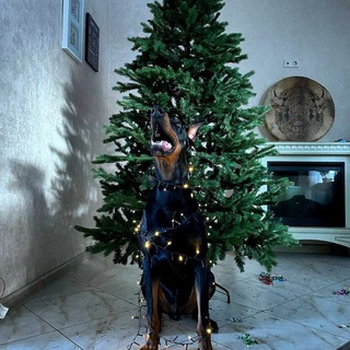 ДОБЕРМАНЫ И ДРУГИЕ ПОРОДЫ