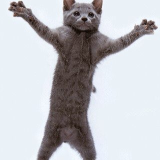 КОТИКИ И КОРОНА НА ГОЛОВЕ БЕЛЛЫ РАПОПОРТ