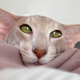 LUNARIORI — ОРИЕНТАЛЬНЫЕ КОШКИ