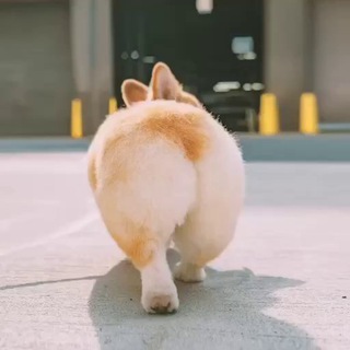 КРОШКА КОРГИ