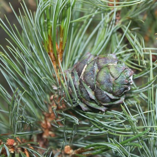 ТАЕЖНЫЙ ПРИВАЛ