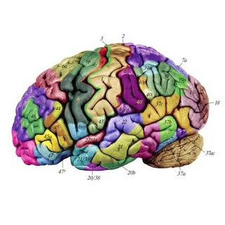 ЛАБОРАТОРИЯ РАЗВИТИЯ НЕРВНОЙ СИСТЕМЫ