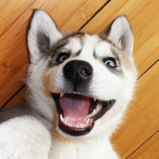 ОХ, УЖ ЭТИ ЖИВОТНЫЕ!