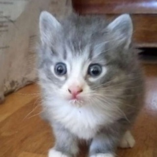 МЫСЛИ МАЛЕНЬКИХ КОТЯТ