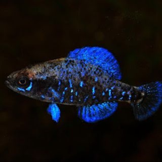 АКВАРИУМИСТИКА