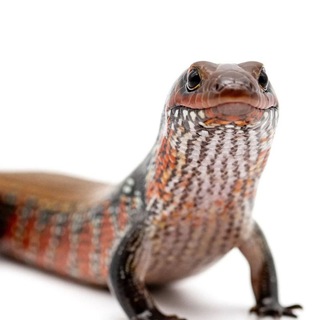 БЛОГ СЕМЕНА ЕСИЛЕВСКОГО