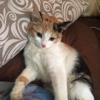 КАРЕЛЬСКИЕ ПИТОМЦЫ