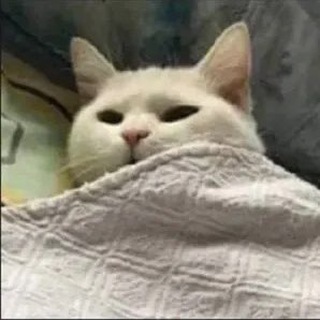 МИЛО И ПУШИСТО