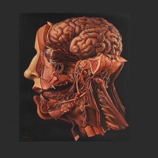 МЕДИЦИНА 18+