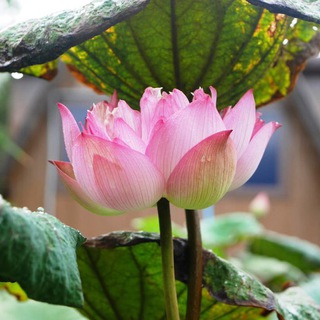 АЮРВЕДА - ИСКУССТВО ЖИЗНИ