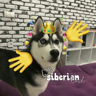 СИБИРСКИЙ ХВОСТ