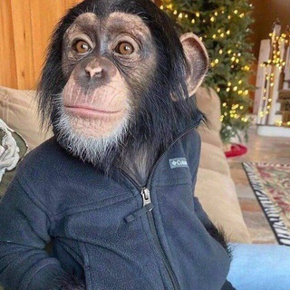 БИБИЗЯНИЙ ГИФАЧ