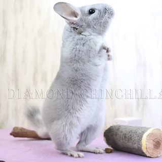 DIAMOND CHINCHILLA ГРУППА