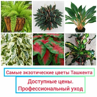 ДЕКОРАТИВНО-ЛИСТВЕННЫЕ И ЦВЕТОЧНЫЕ РАСТЕНИЯ