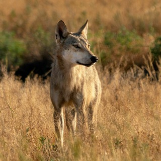 ЕВГЕНИЙ ПОЛОНСКИЙ - ФОТОГРАФ ДИКОЙ ПРИРОДЫ