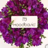 MOODBASIC&DRESSLOVE +905326534465