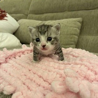 ВСРАТЫЕ КОТЯТА С АВИТО В ТЕЛЕГРАМЕ