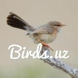 BIRDS.UZ