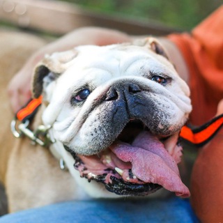 АНГЛИЙСКИЕ БУЛЬДОГИ В БЕДЕ