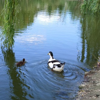 ФЕДЯ НА ЧЕМОДАНАХ