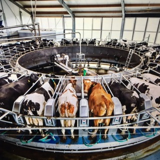 ПИКЧУРЕЧНАЯ