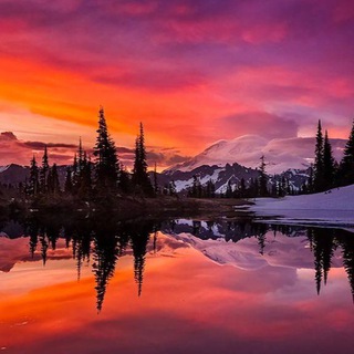 ПРИРОДА | ЖИВОТНЫЕ | РАСТЕНИЯ