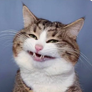 ЗАБАВНЫЕ ЖИВОТНЫЕ.