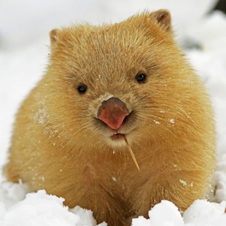 ВКВБ  ЇКЛЄ