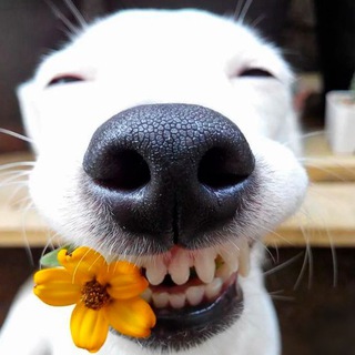 #ОХУЖЭТИПЁСЕЛИ