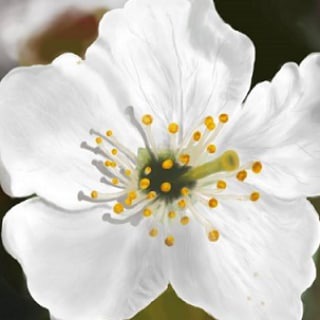 ГОРКI ЯБЛЫК