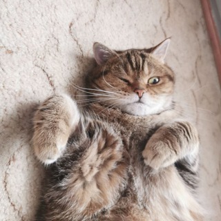 КОТЫ И КОШКА КРАМНИКА