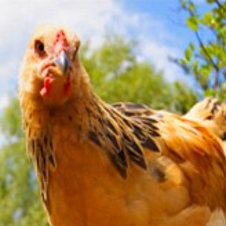 ПТИЦЕВОДСТВО ➤ КУРЫ, ГУСИ, ПЕРЕПЕЛА, ИНКУБАТОРЫ