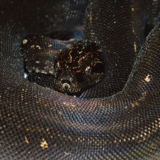 CONSTRICTORS CRAFT BY HARRY HEINLE