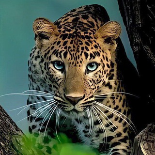 ЖИЗНЬ В КАРТИНКАХ