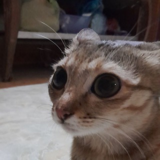 ХЕНХО - ТОЧЕБИ