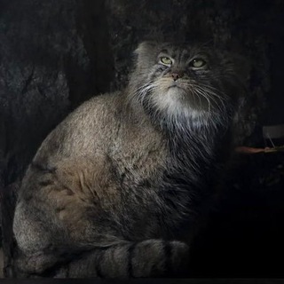 ТИПИЧНЫЙ МАНУЛ