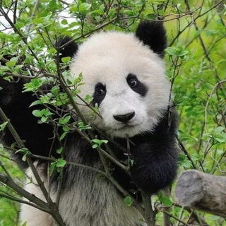 ПЕКИНСКАЯ УТКА北京烤鸭