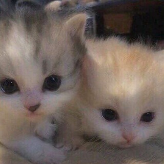 МИЛЫЕ КОТИКИ^^