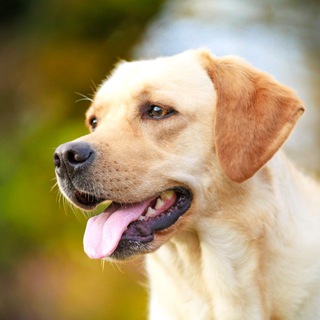 ЛАБРАДОР МАРТИ И ХАНИ