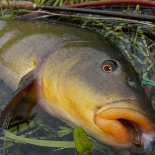 РИБАЛКИ | RIVNEFISH CHAT