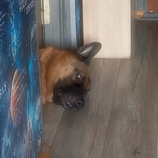 СОБАЧЬЯ ЖИЗНЬ