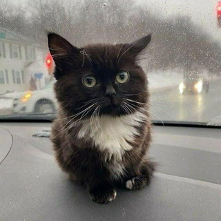 ВЫПУКЛЫЕ КОТЫ